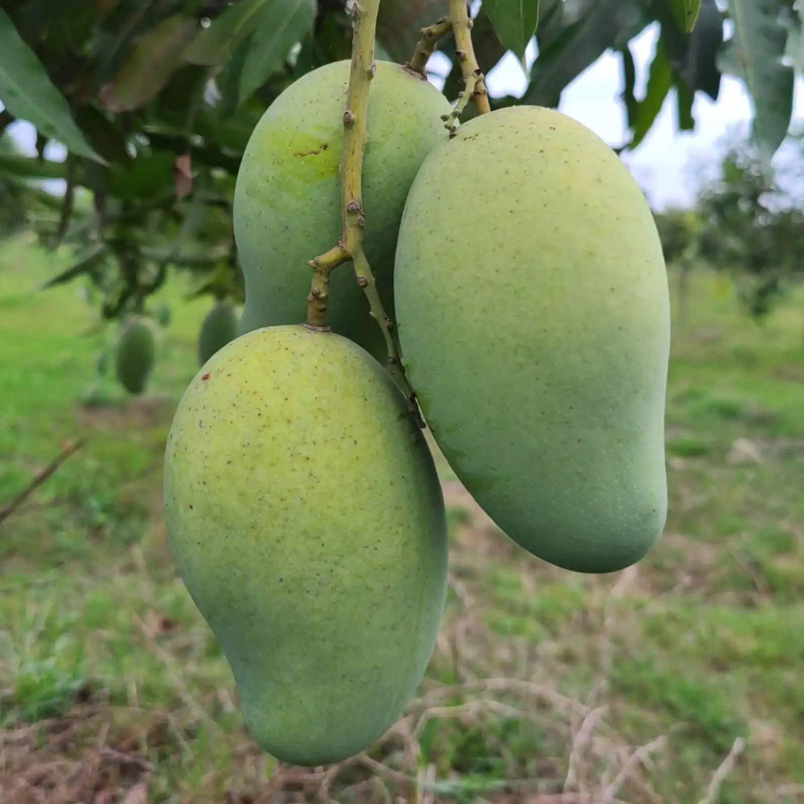 Amrapali-Mango