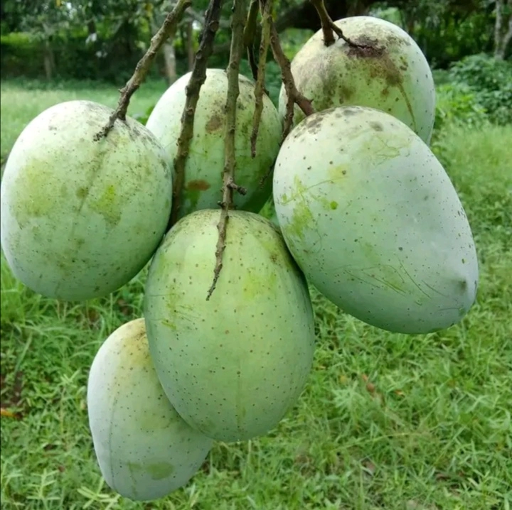 Haribhanga Mango