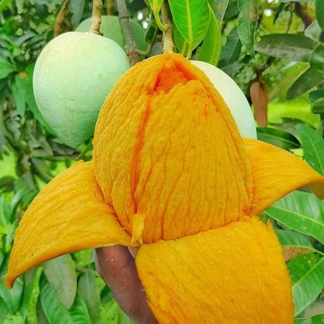 Himshagor
