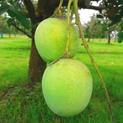 ল্যাংড়া - Langra